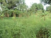 Residential Land for sale in Kitende Wakiso