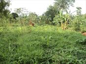 Residential Land for sale in Lubowa Wakiso