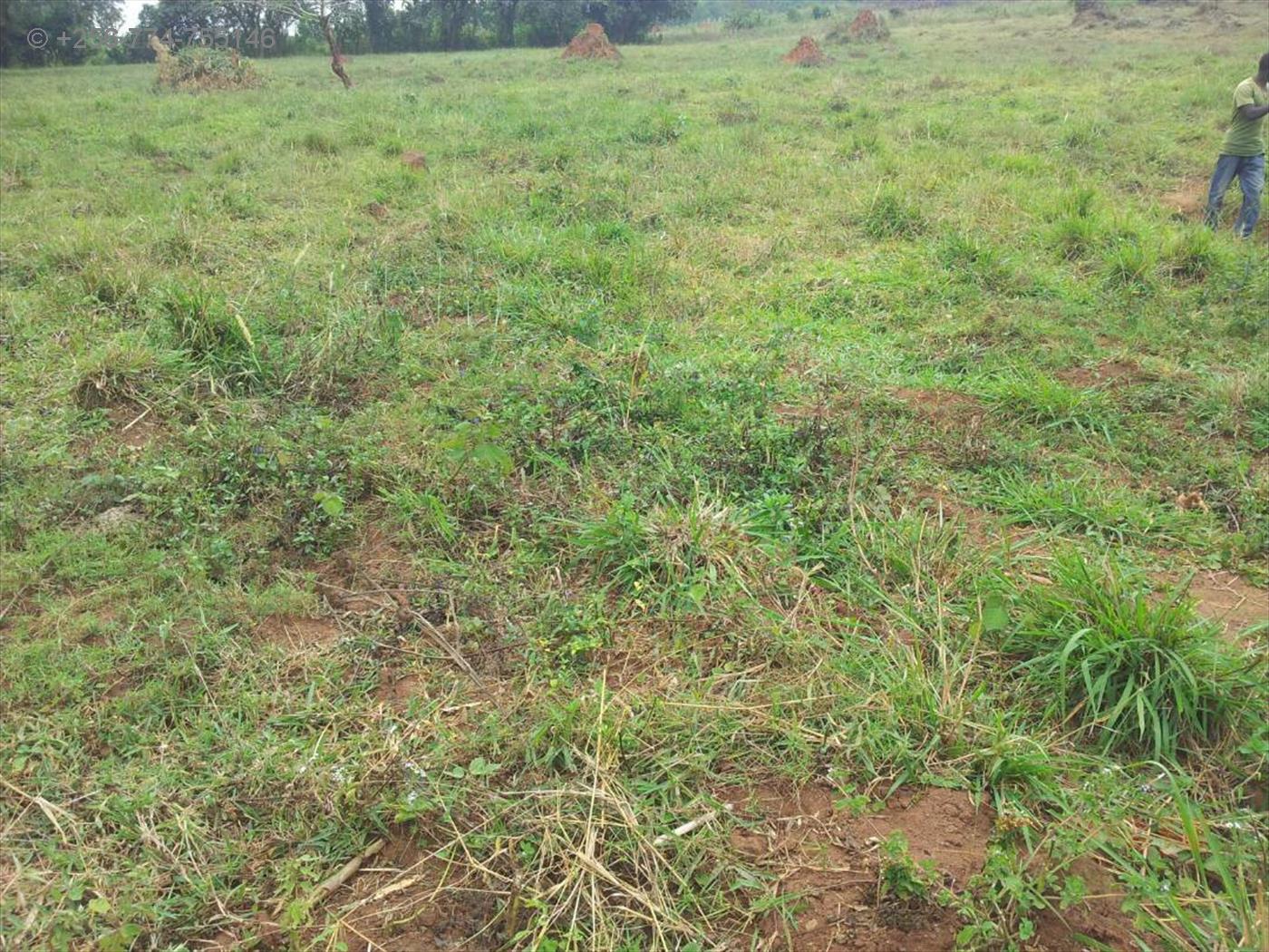 Agricultural Land for sale in Gomba Masaka