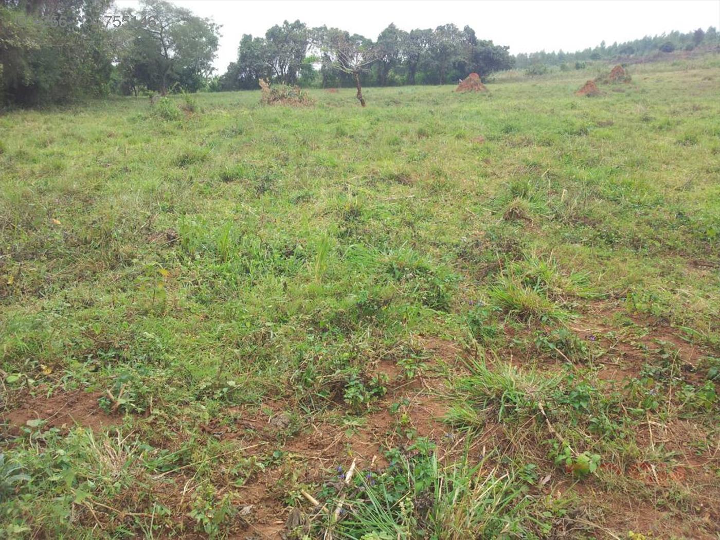 Agricultural Land for sale in Gomba Masaka