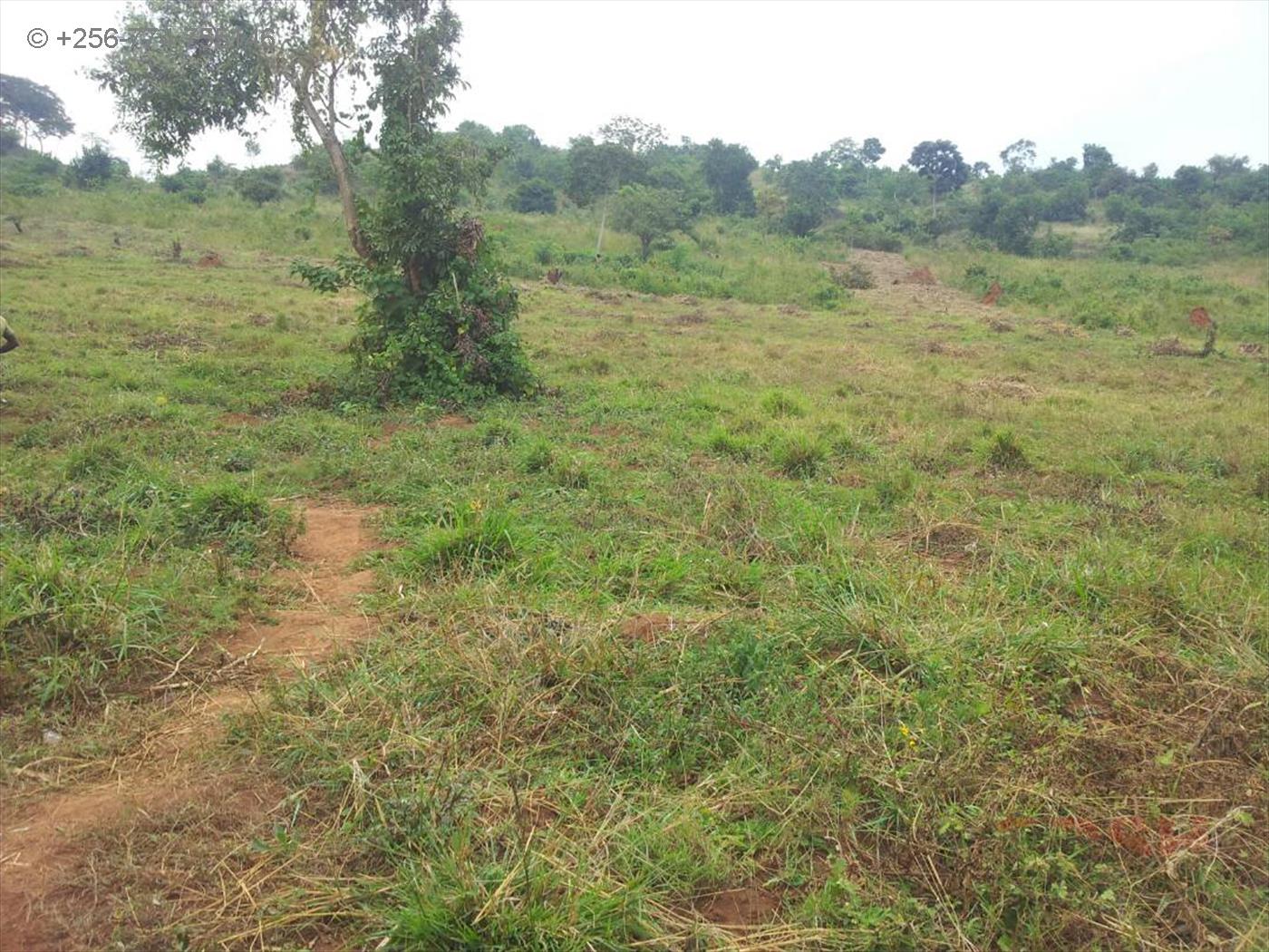 Agricultural Land for sale in Gomba Masaka