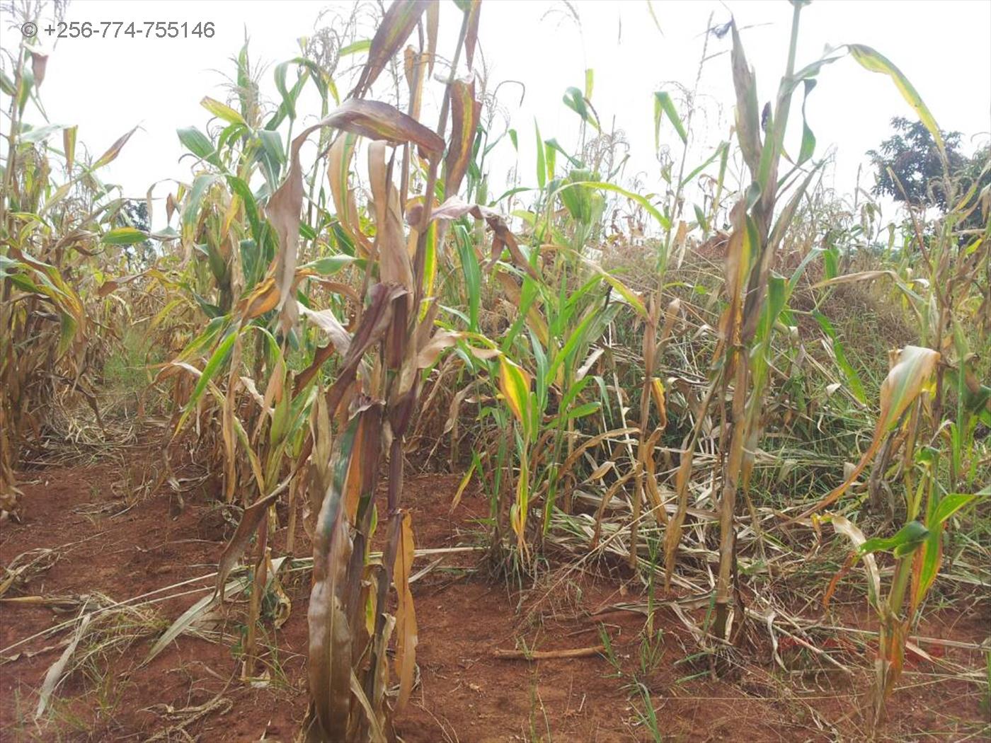 Agricultural Land for sale in Gomba Masaka