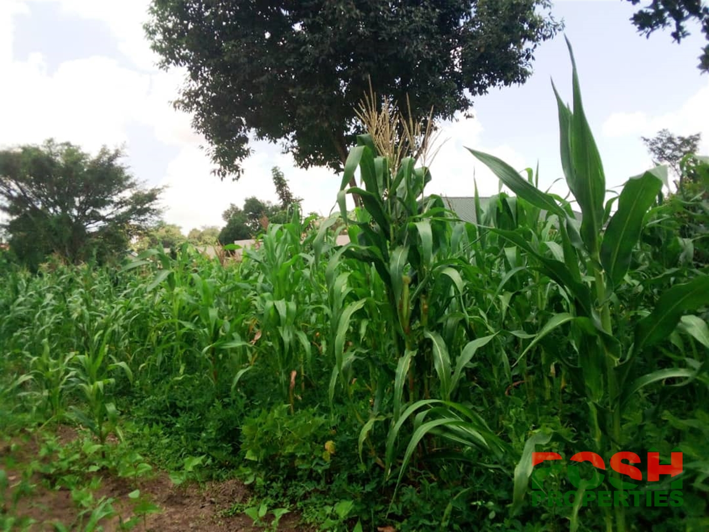 Residential Land for sale in Kigo Wakiso