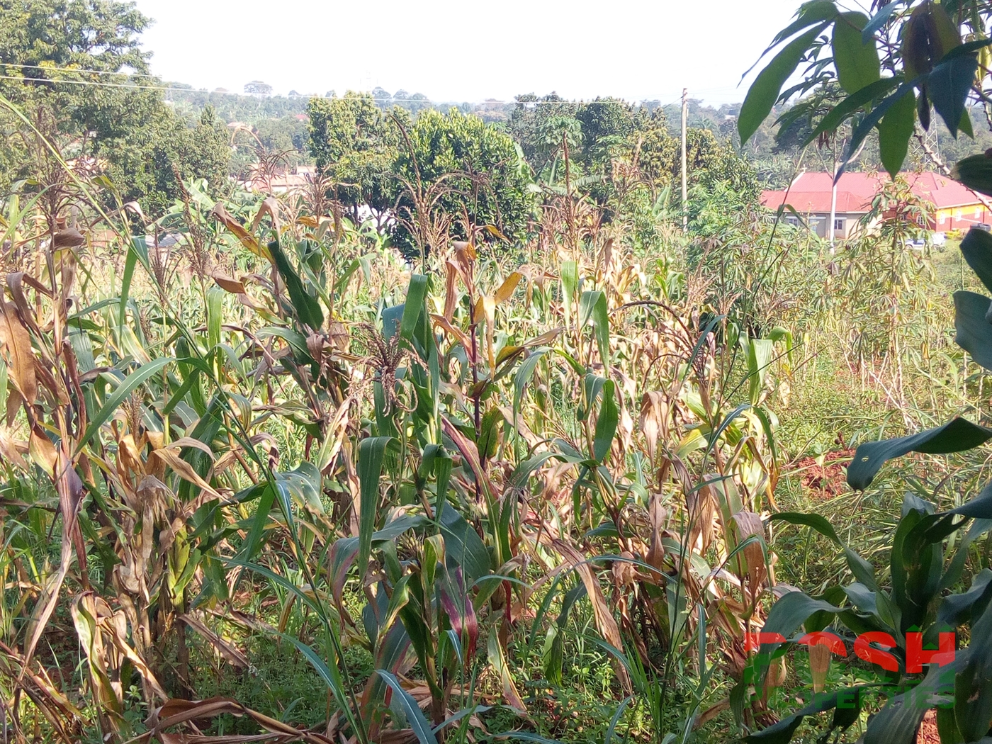 Residential Land for sale in Lugazi Mukono