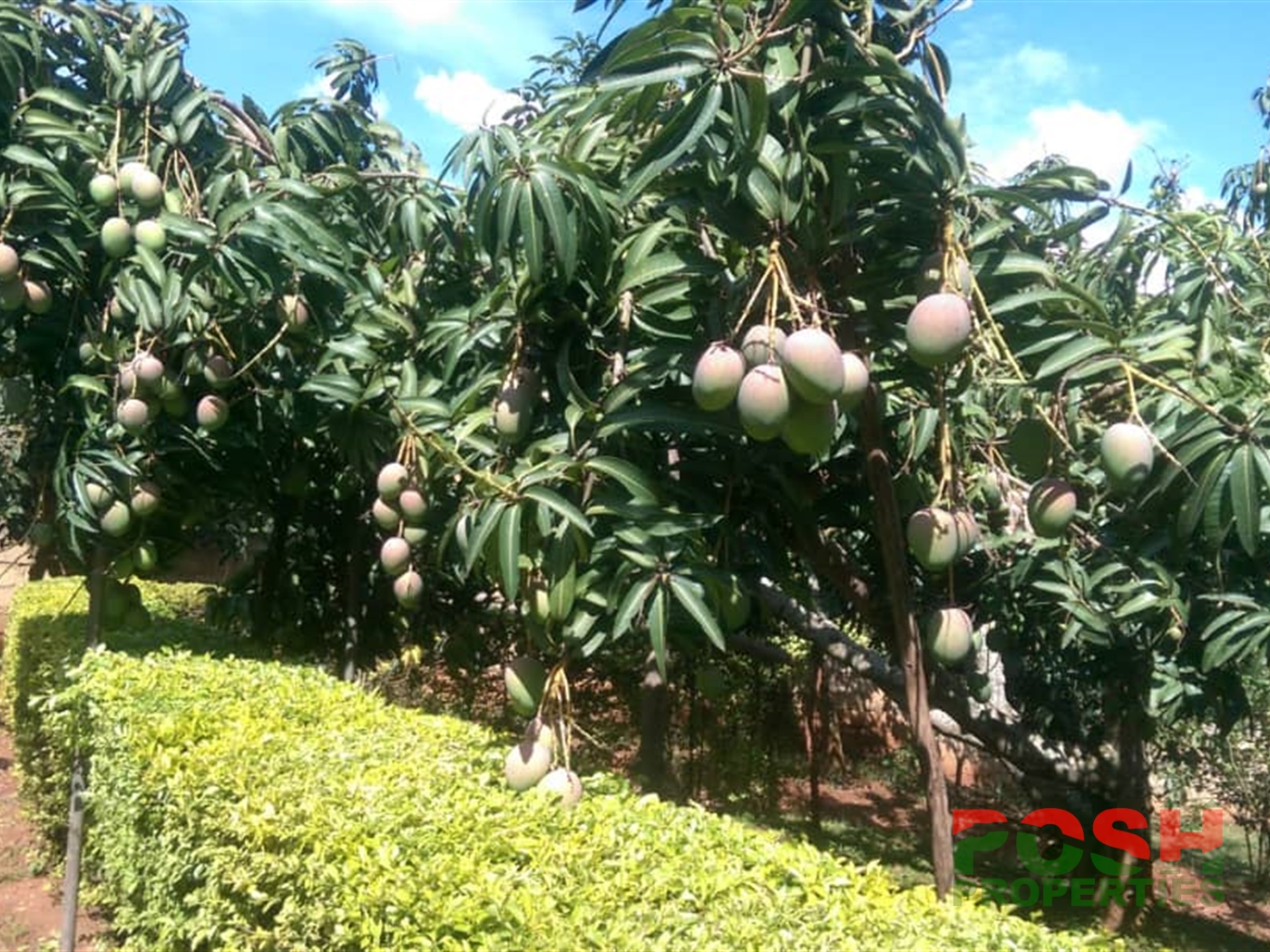 Mansion for sale in Bwebajja Wakiso