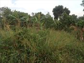 Residential Land for sale in Kira Wakiso