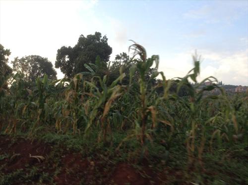 Residential Land for sale in Ngongolo Wakiso