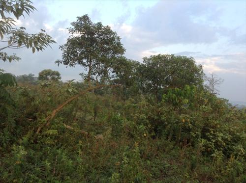 Commercial Land for sale in Kabale Kabaale