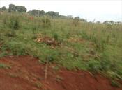 Residential Land for sale in Bwebajja Wakiso