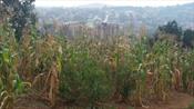 Residential Land for sale in Kololo Kampala