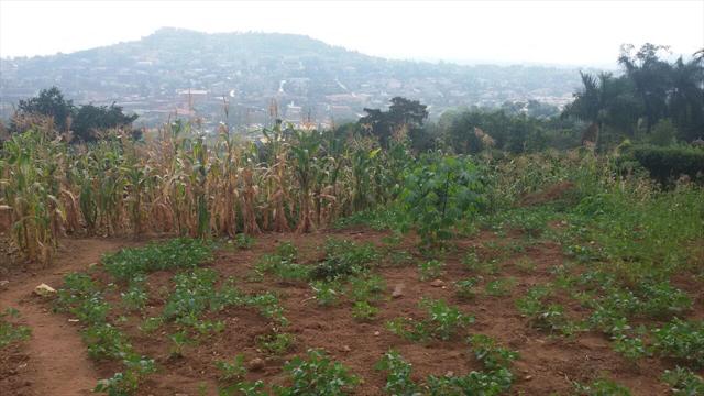 Residential Land for sale in Kololo Kampala