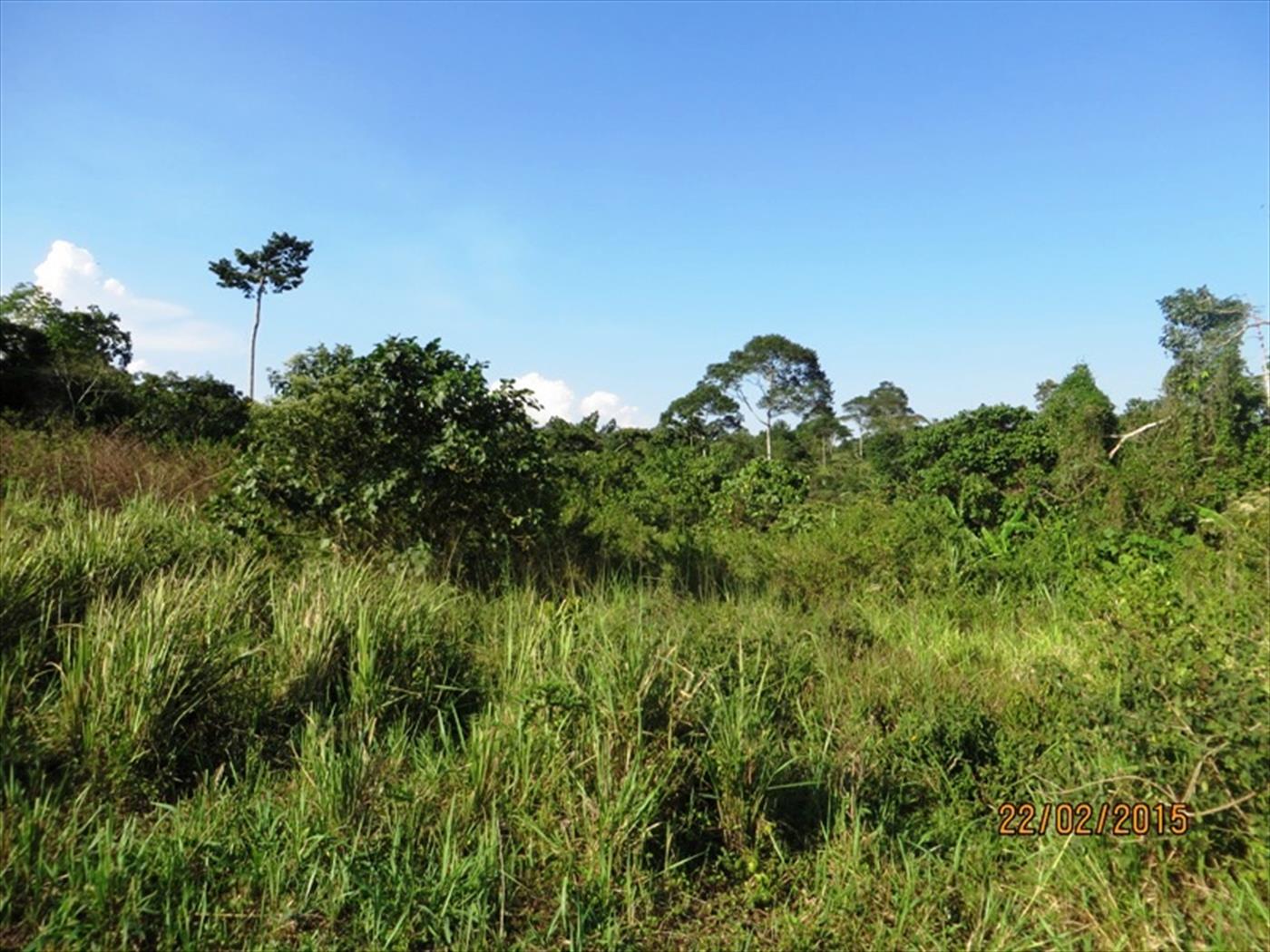 Agricultural Land for sale in Katera Nakasongola