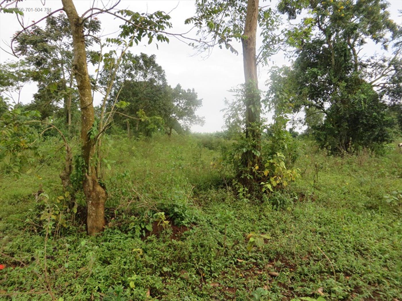 Agricultural Land for sale in Kiwenda Wakiso