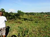 Agricultural Land for sale in Seeta Luweero