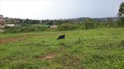 Residential Land for sale in Muyenga Kampala