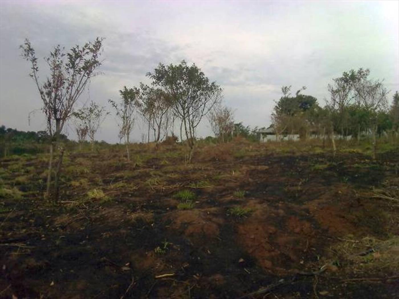 Agricultural Land for sale in Maaya Wakiso