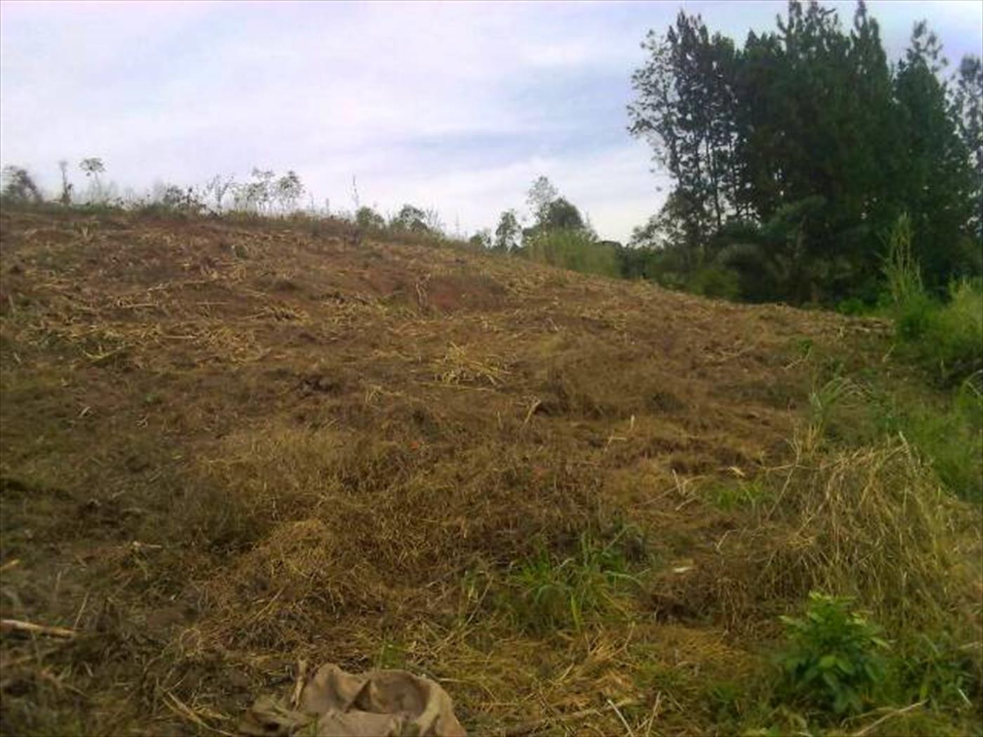 Agricultural Land for sale in Maaya Wakiso