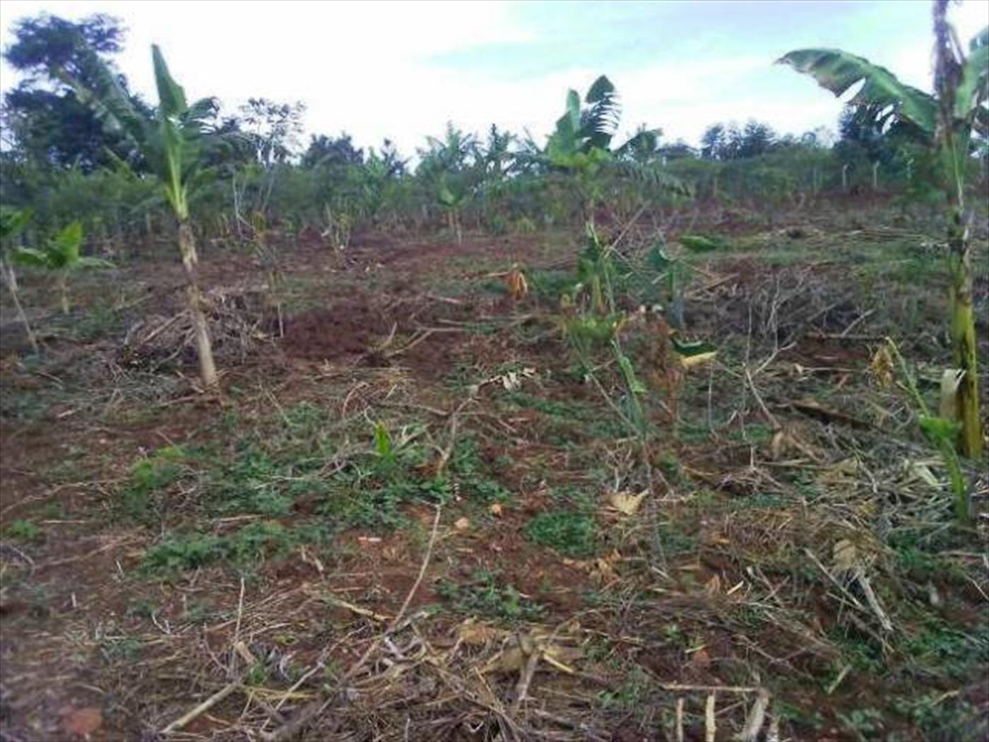 Agricultural Land for sale in Maaya Wakiso