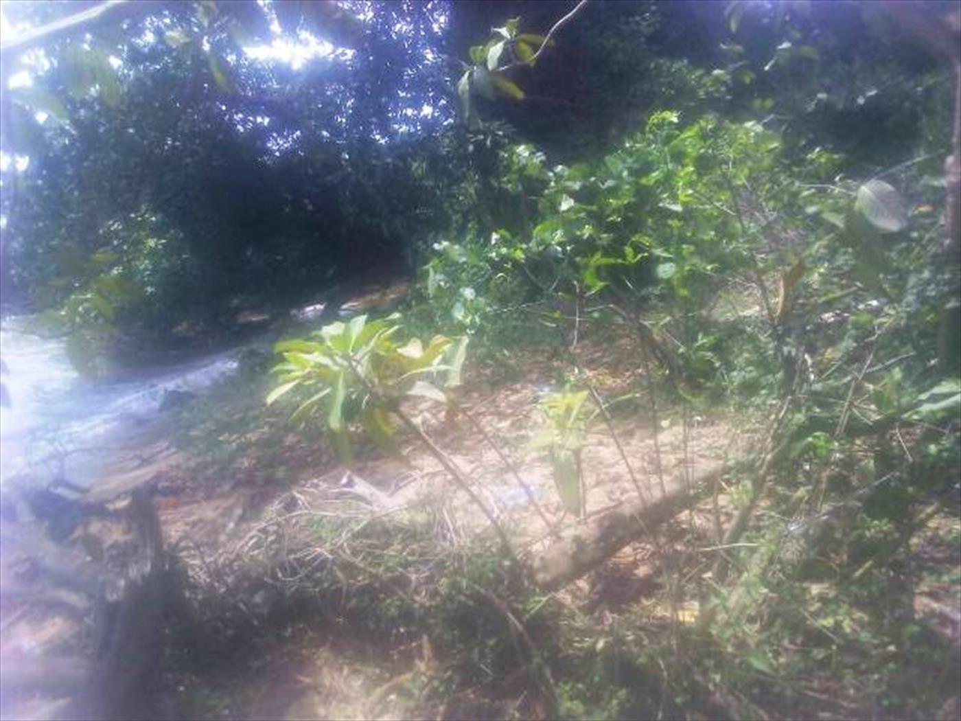 Multipurpose Land for sale in Bugala Kalangala