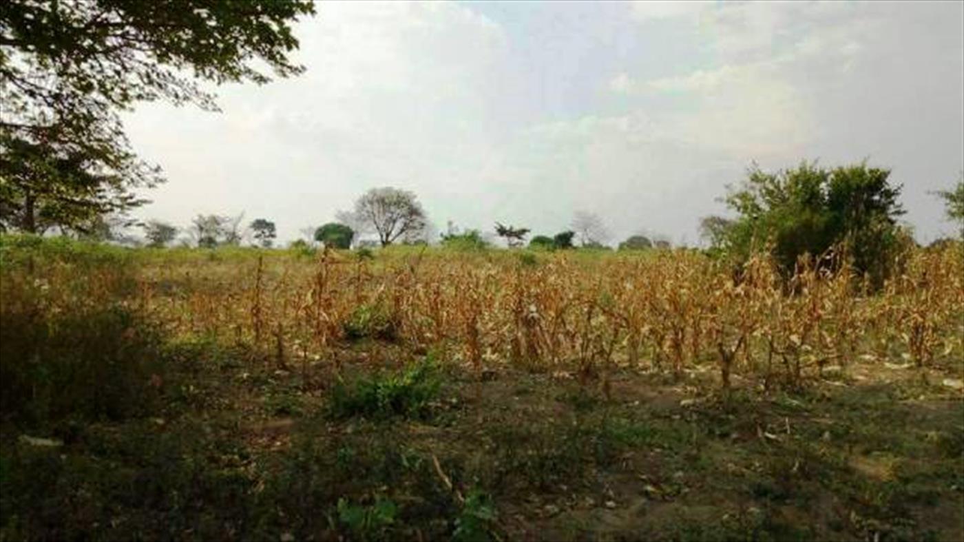 Agricultural Land for sale in Nsimbe Wakiso