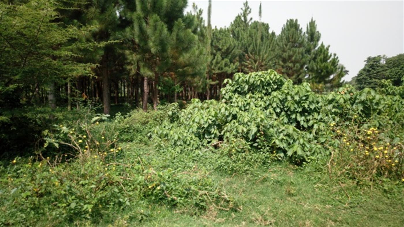 Multipurpose Land for sale in Garuga Wakiso