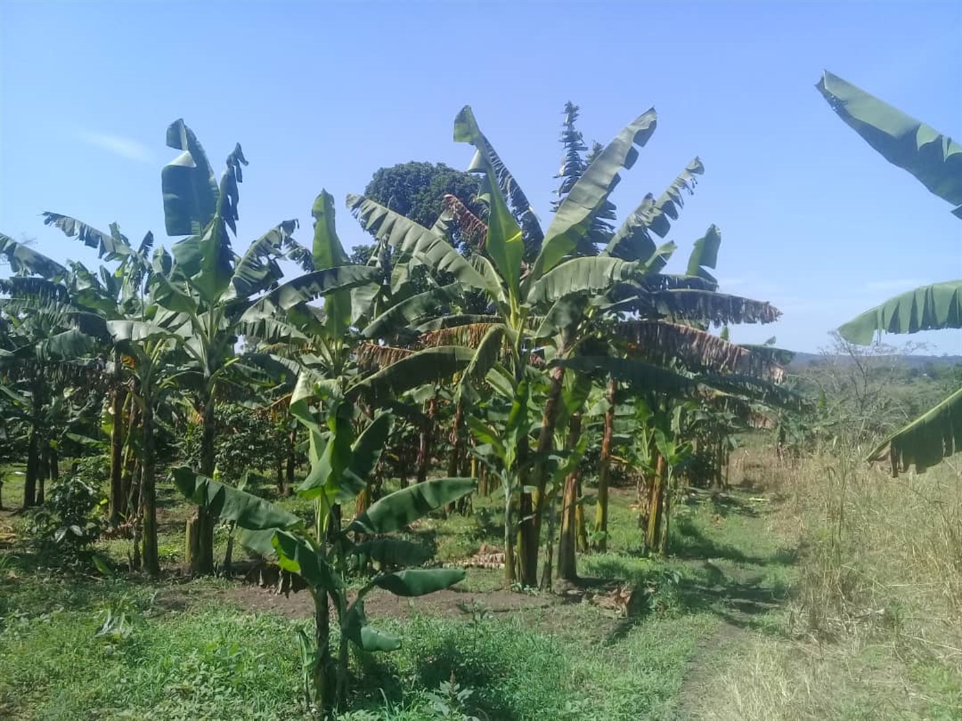 Agricultural Land for sale in Ssemuto Nakaseke