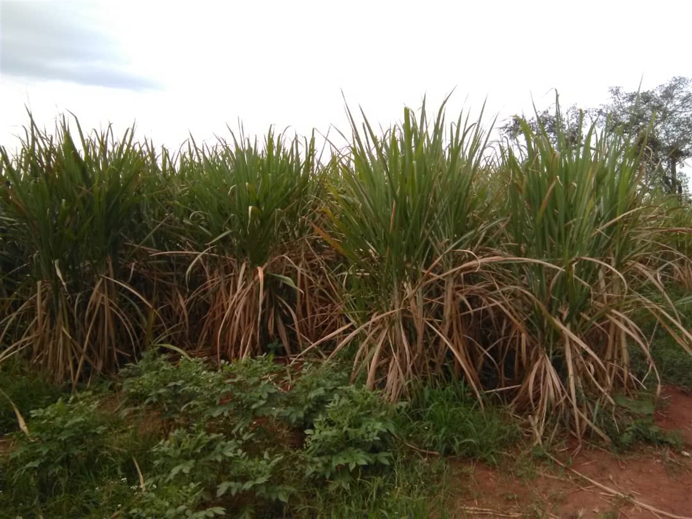 Multipurpose Land for sale in Kapeeka Luweero