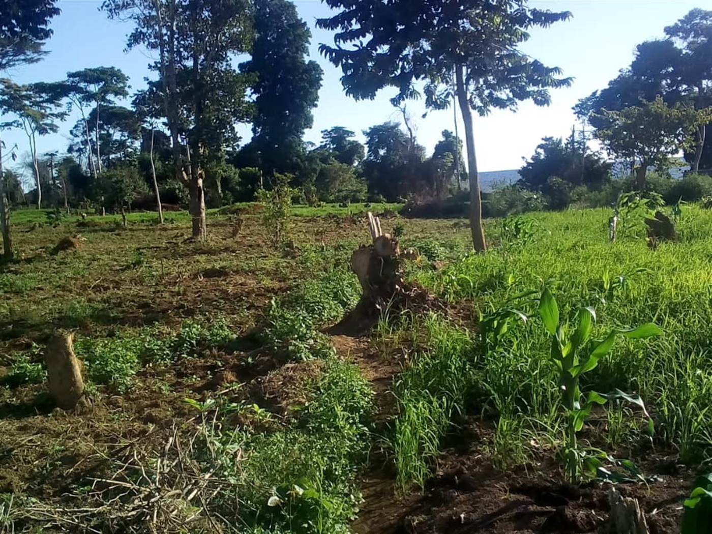 Agricultural Land for sale in Bugala Kalangala