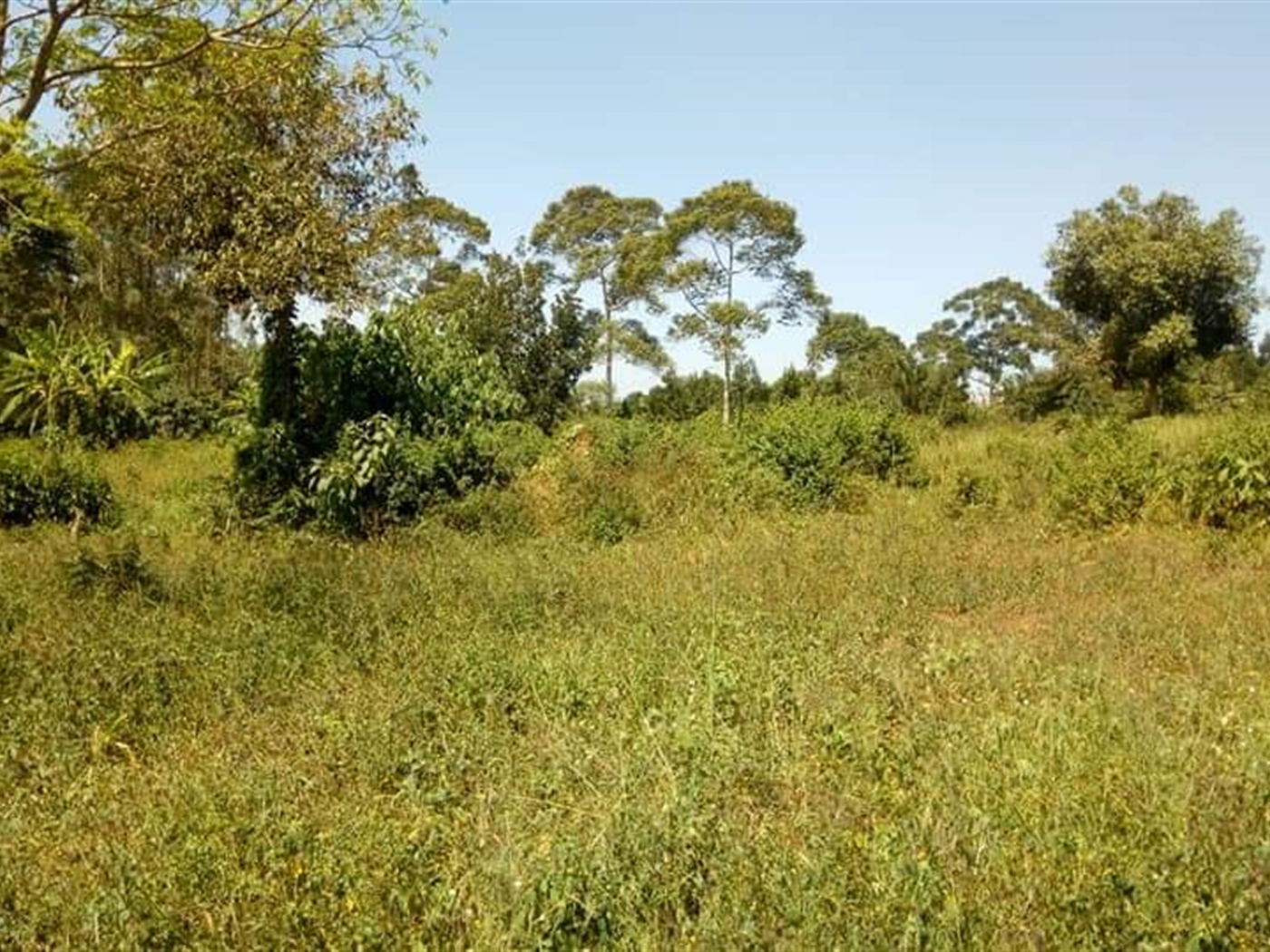 Agricultural Land for sale in Nakifuma Mukono