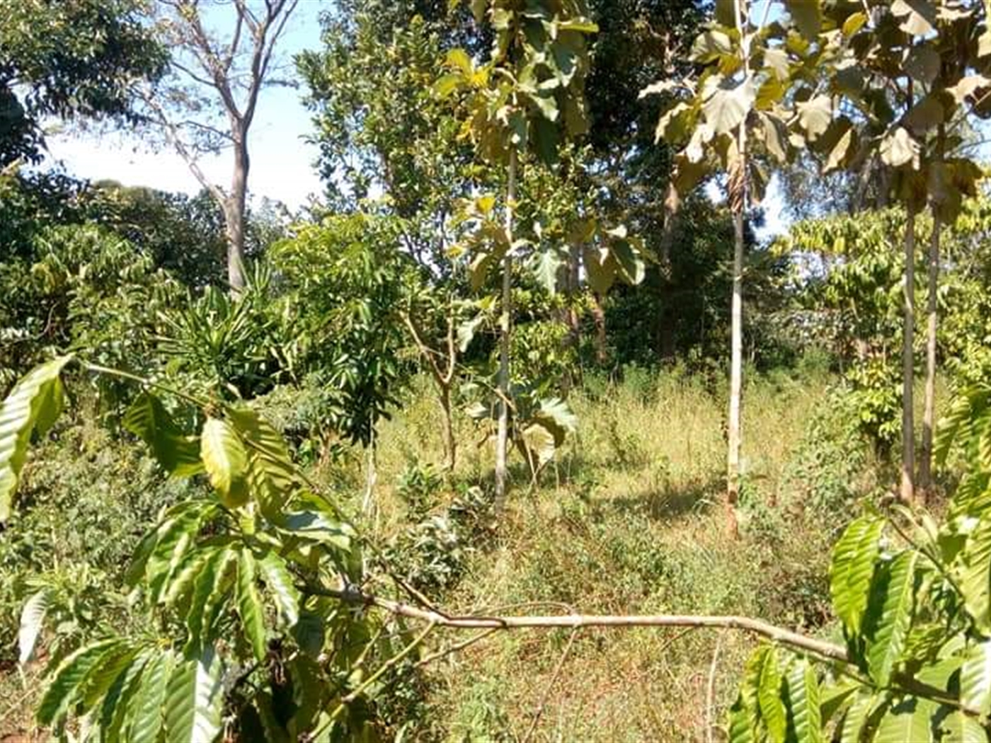 Agricultural Land for sale in Nakifuma Mukono