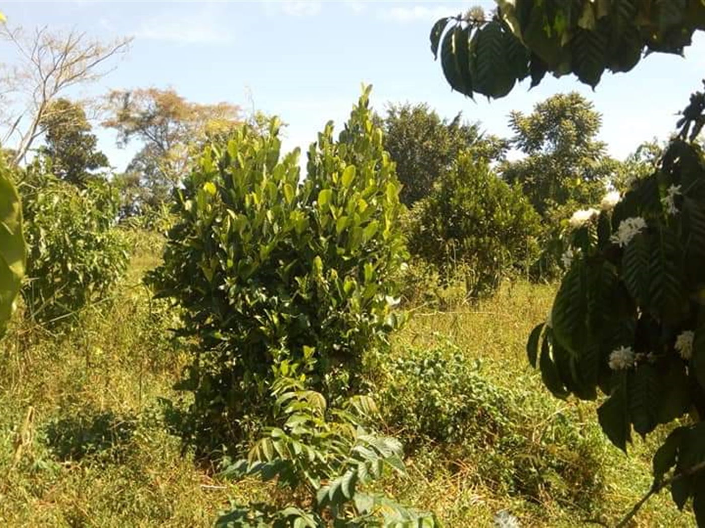 Agricultural Land for sale in Nakifuma Mukono