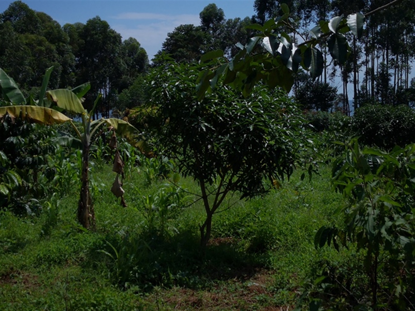 Multipurpose Land for sale in Bugala Kalangala