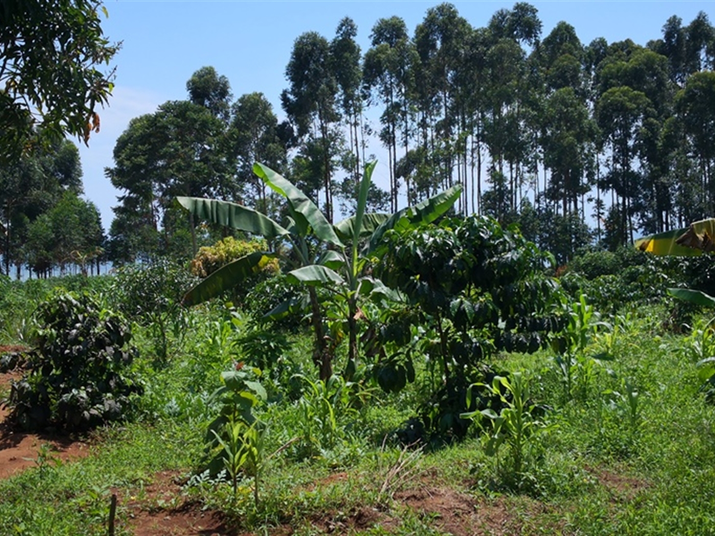 Multipurpose Land for sale in Bugala Kalangala