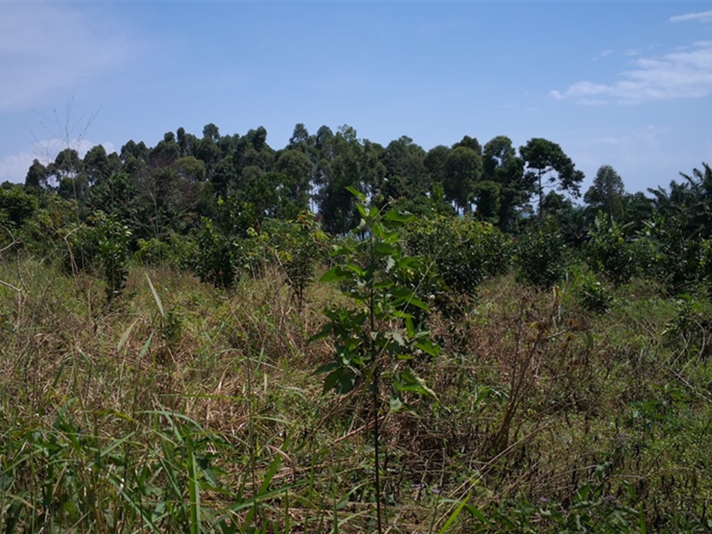 Multipurpose Land for sale in Bugala Kalangala