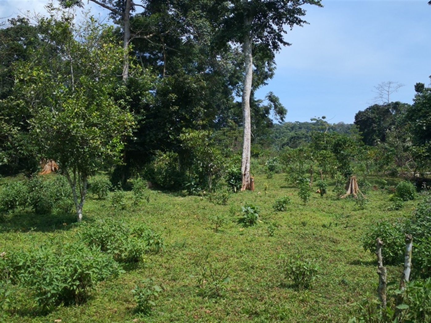Multipurpose Land for sale in Bugala Kalangala