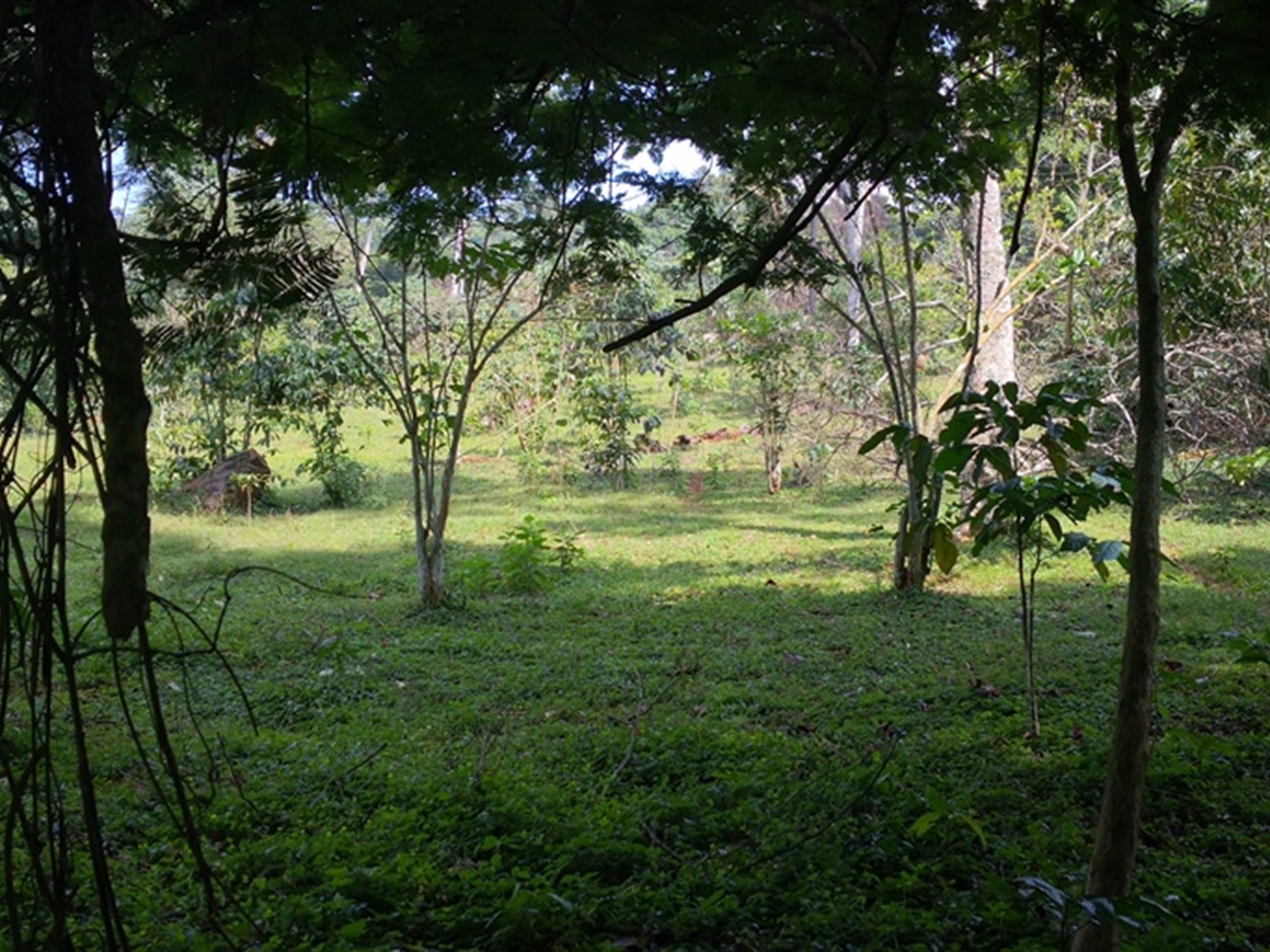 Multipurpose Land for sale in Bugala Kalangala