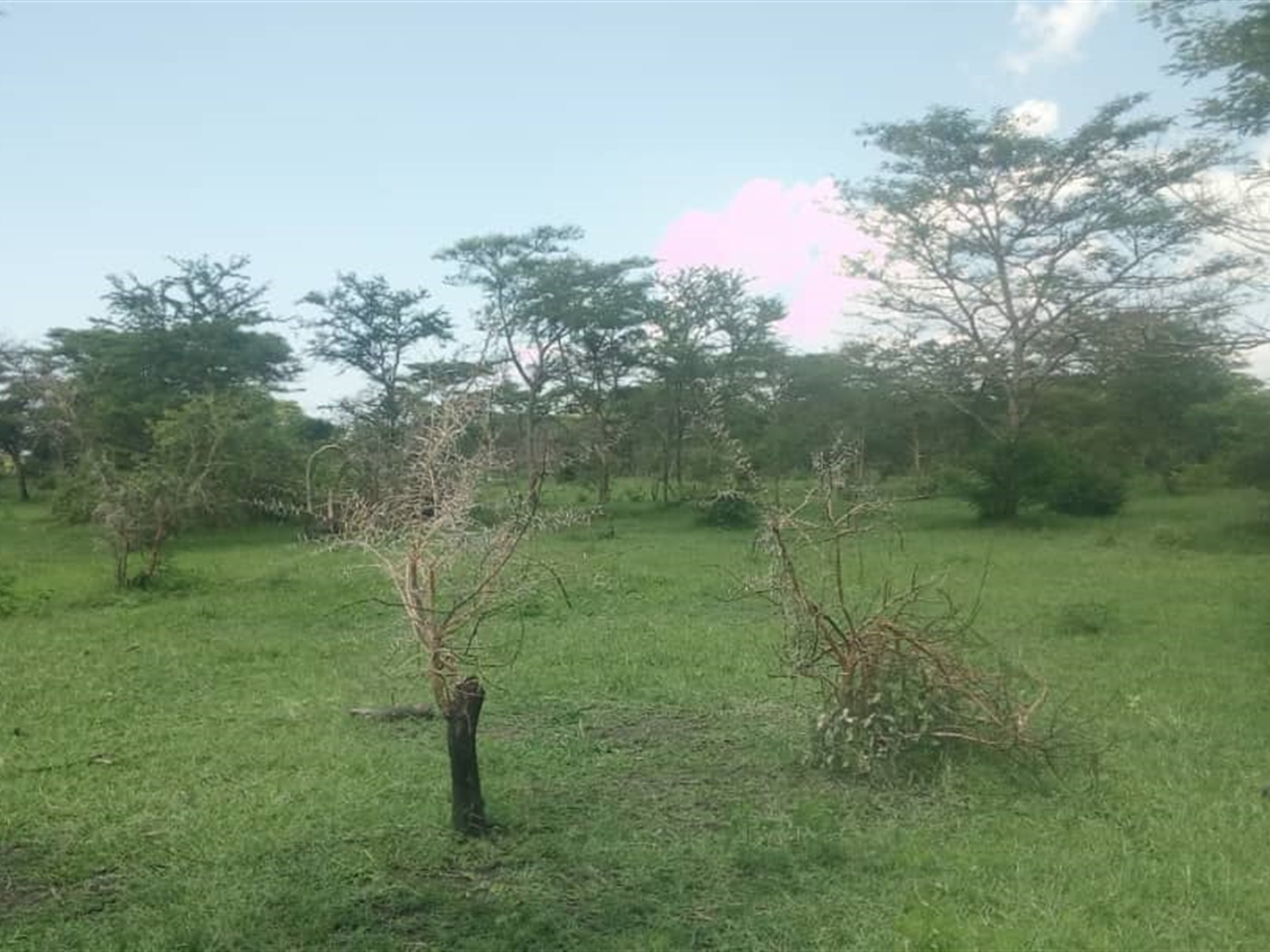 Agricultural Land for sale in Bukuya Mityana