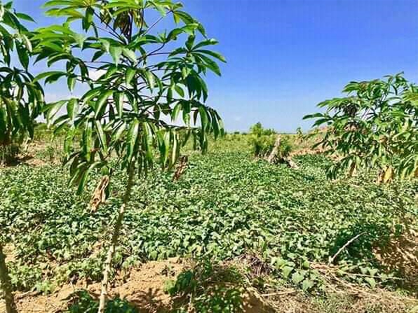 Agricultural Land for sale in Bukuya Mityana