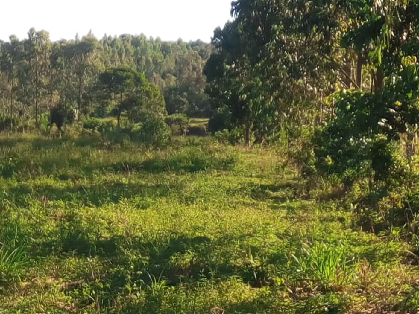 Agricultural Land for sale in Bukuya Mityana