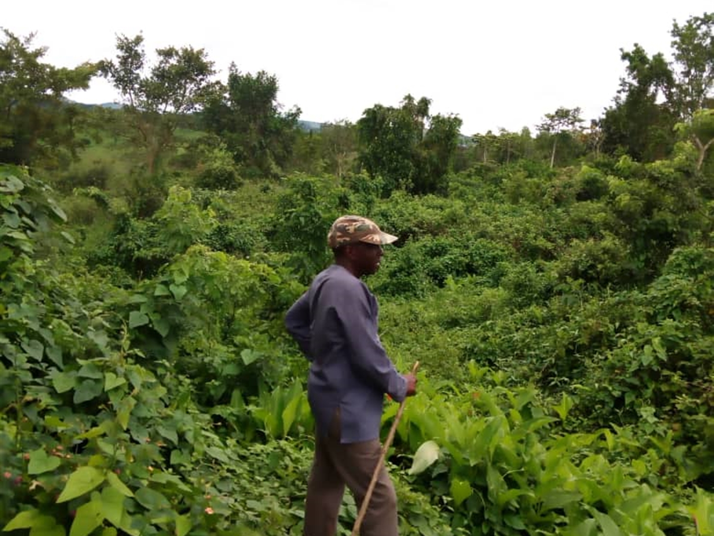 Agricultural Land for sale in Bukuya Mityana