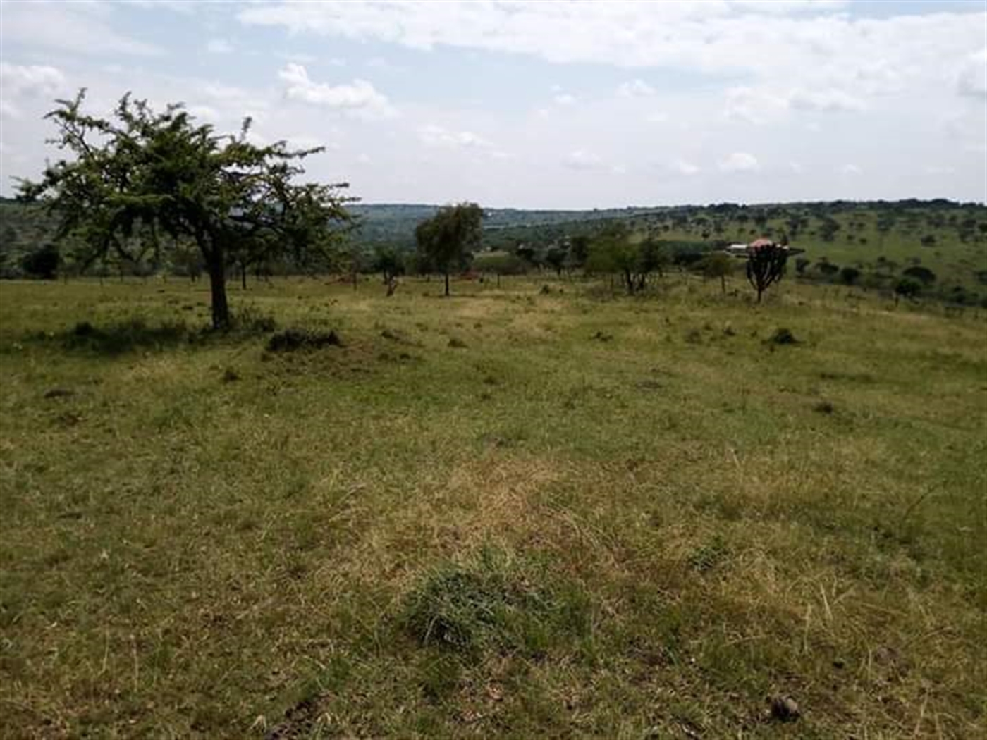 Agricultural Land for sale in Kiruhura Kiruhura