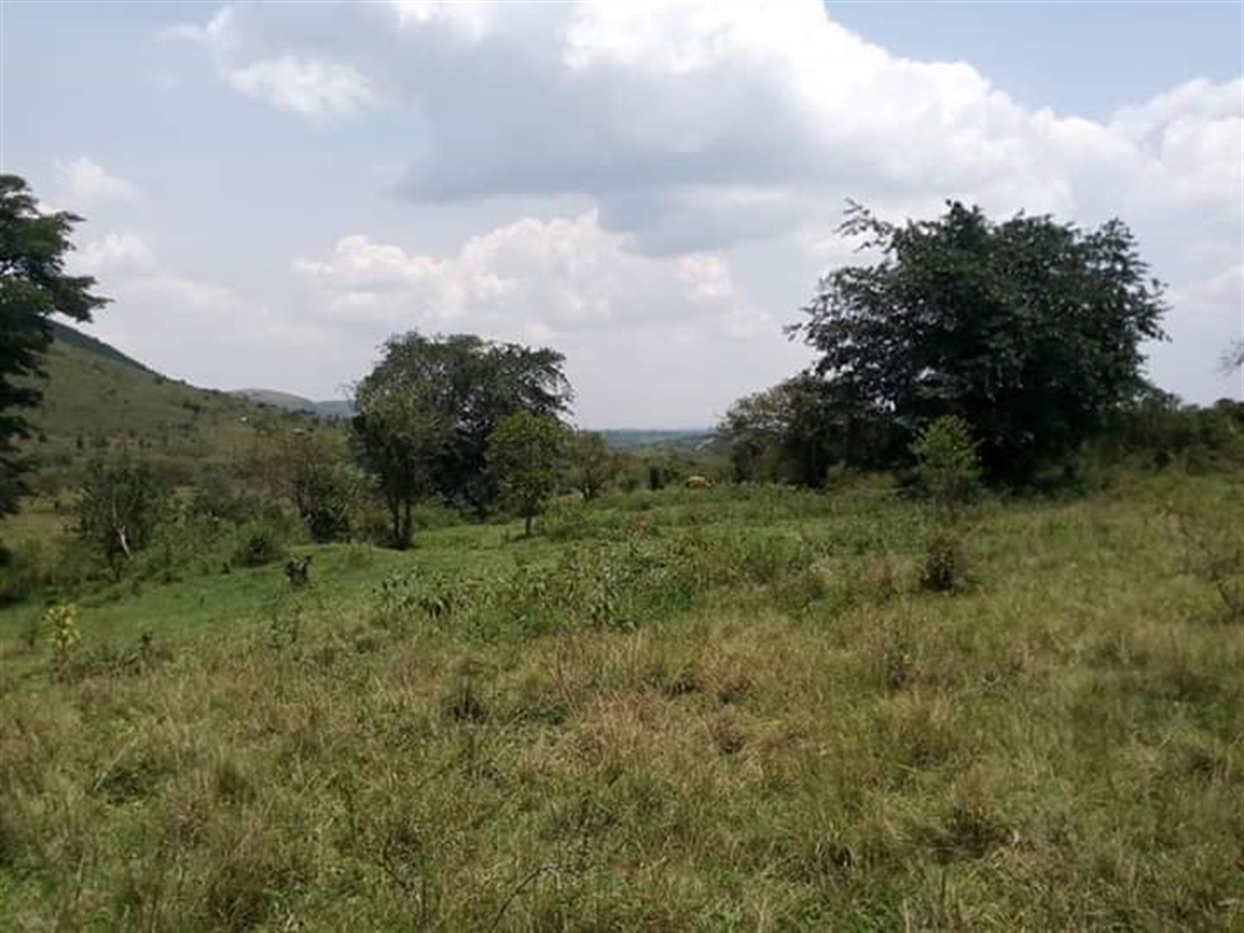 Agricultural Land for sale in Lyantonde Mbarara