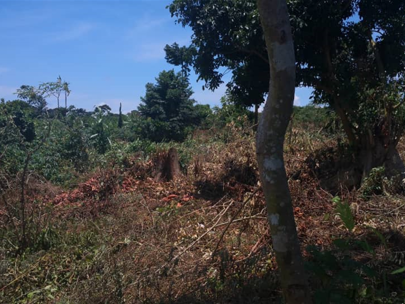 Recreational Land for sale in Kalangalacenter Kalangala