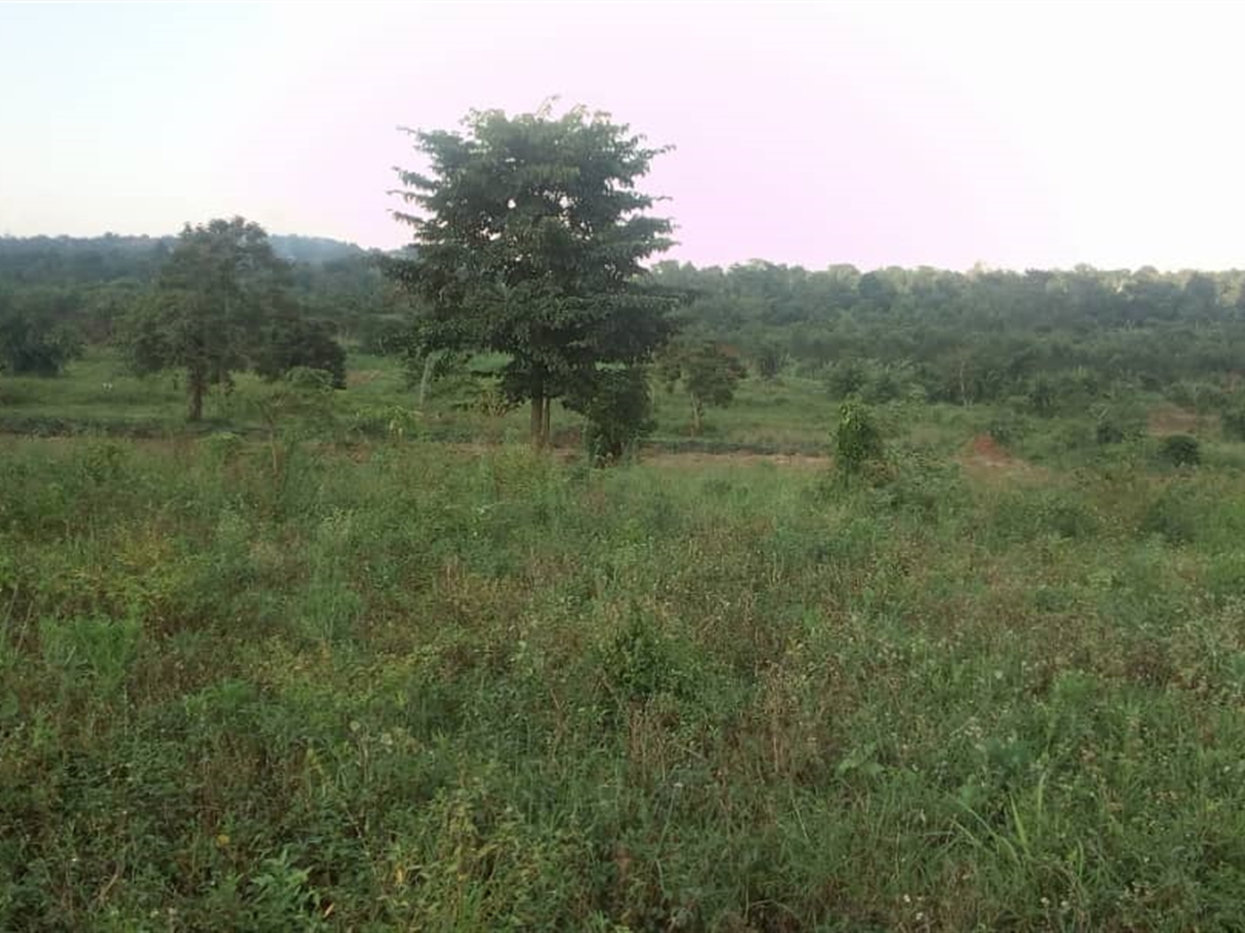 Commercial Land for sale in Bombo Kampala