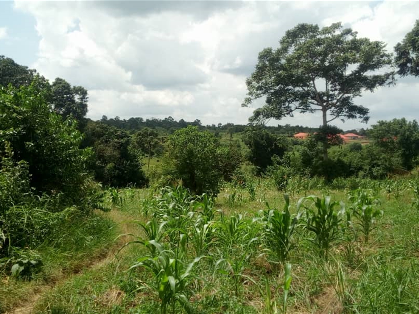 Commercial Land for sale in Bombo Kampala