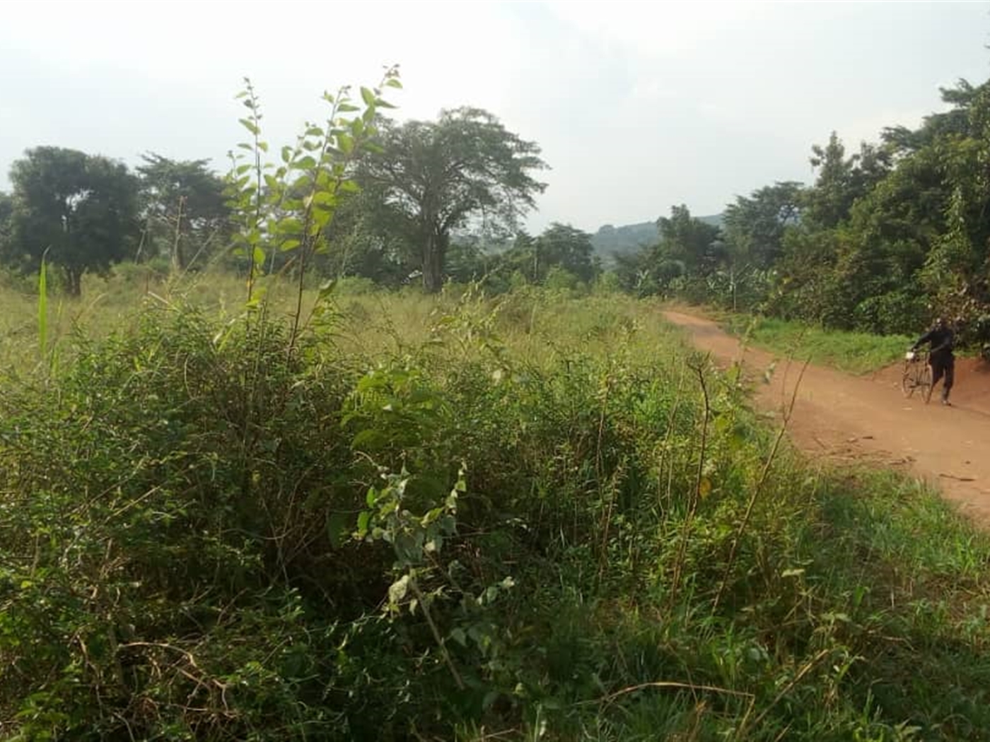 Agricultural Land for sale in Kiwanula Luweero