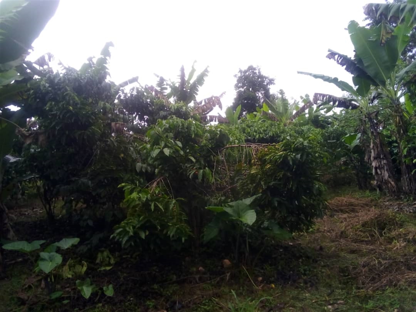 Agricultural Land for sale in Kigo Wakiso