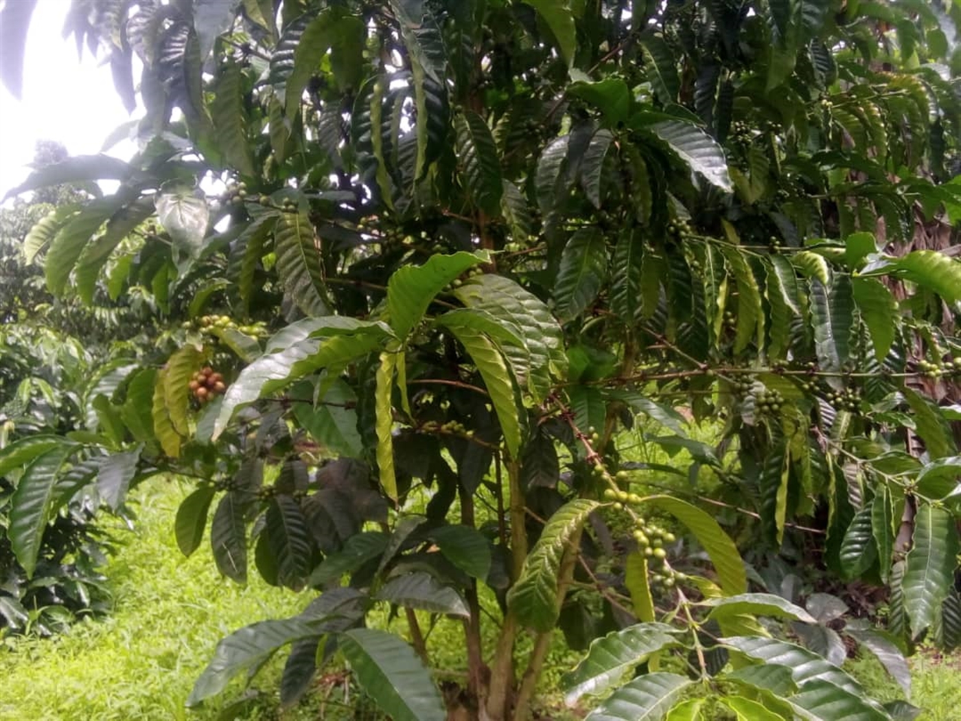 Agricultural Land for sale in Ssemyungu Wakiso