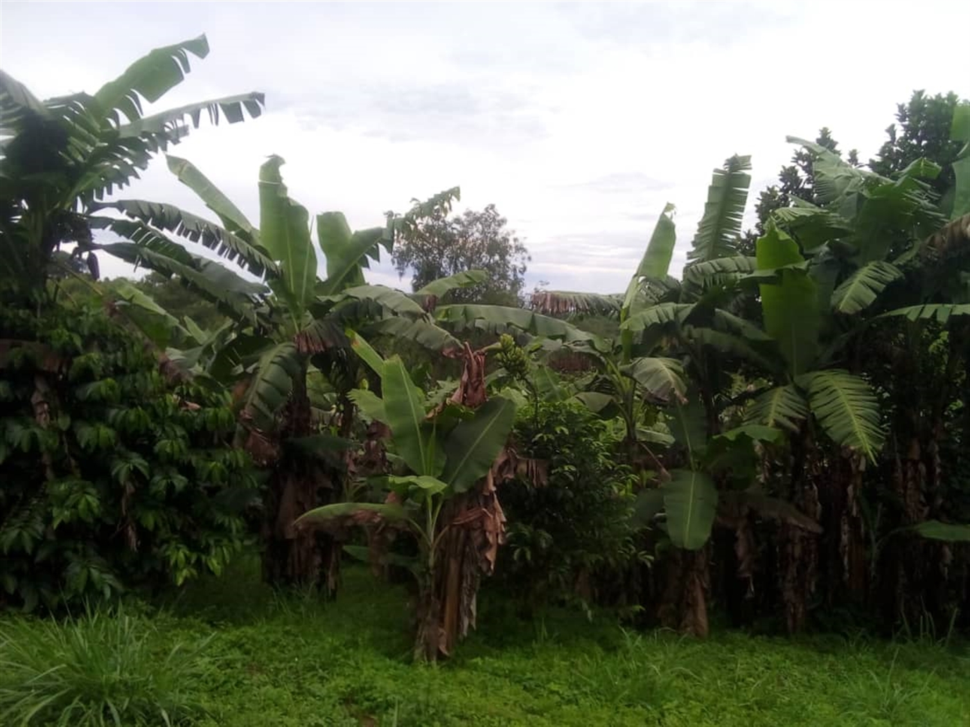 Agricultural Land for sale in Ssemyungu Wakiso