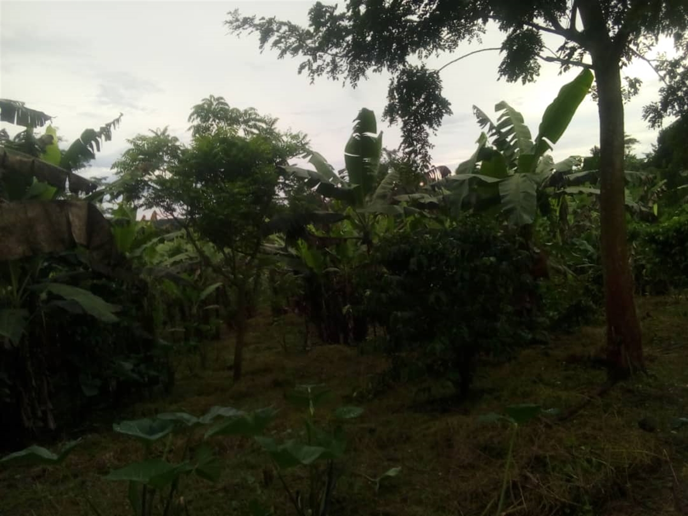 Agricultural Land for sale in Ssemyungu Wakiso